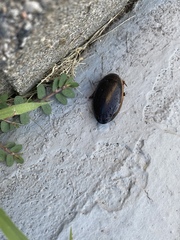 Dytiscus verticalis