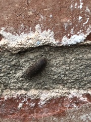 Porcellio spinicornis