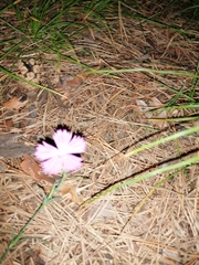Dianthus deltoides