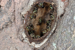 Nannotrigona testaceicornis