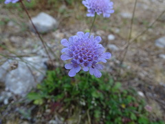 Scabiosa columbaria
