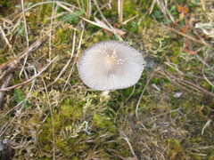 Coprinopsis jonesii