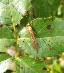 Nephrotoma appendiculata