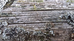 Xylographa parallela