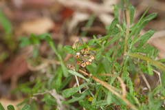 Pomax umbellata