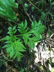 Agasyllis latifolia