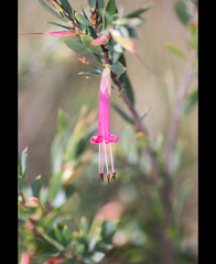 Styphelia triflora