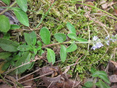 Veronica officinalis