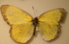 Colias interior