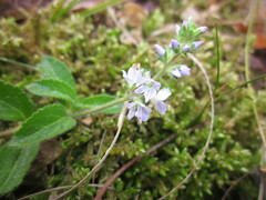 Veronica officinalis