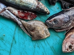 Stephanolepis hispida