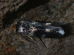 Etainia sericopeza