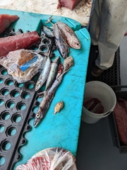 Stephanolepis hispida