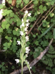 Goodyera repens