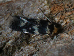 Etainia sericopeza