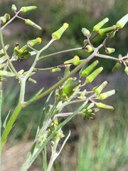 Senecio queenslandicus