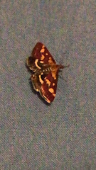 Pyrausta purpuralis