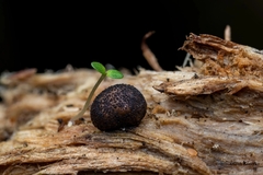 Lycogala exiguum