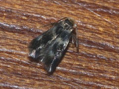 Etainia sericopeza