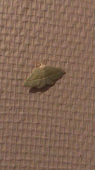 Campaea margaritaria
