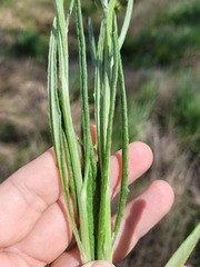 Senecio queenslandicus