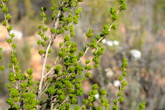 Cliffortia teretifolia