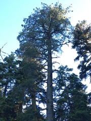 Pinus monticola