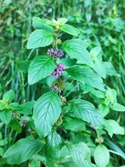 Mentha arvensis
