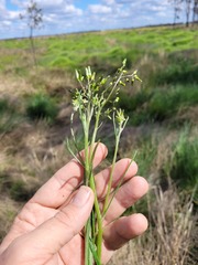 Senecio queenslandicus