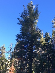 Pinus monticola