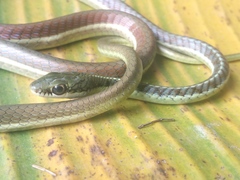 Dendrelaphis subocularis