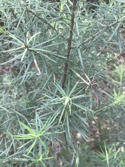 Cassinia longifolia
