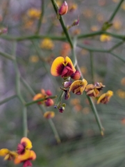 Daviesia divaricata