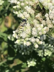 Microbembex monodonta