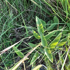 Desmodium illinoense