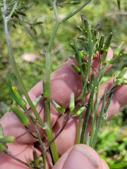 Senecio queenslandicus