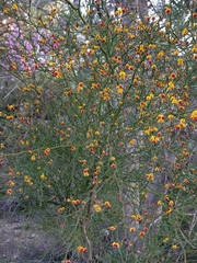 Daviesia divaricata