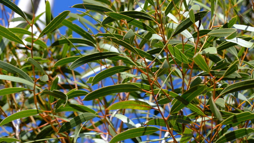Image of Eucalyptus rigidula by (c) Peter Crowcroft, some rights reserved (CC BY)