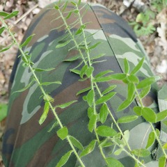 Genista germanica