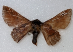 Phyllodesma americana