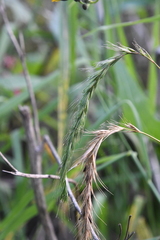Elymus sibiricus