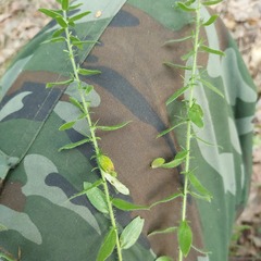 Genista germanica