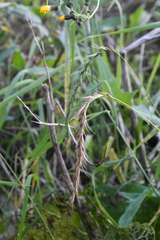 Elymus sibiricus