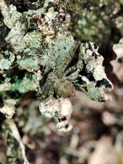 Philodromus margaritatus