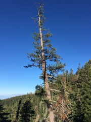 Pinus monticola