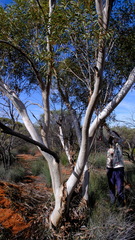 Eucalyptus rigidula rigidula