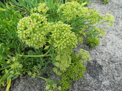 Crithmum maritimum