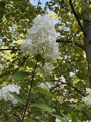 Hydrangea