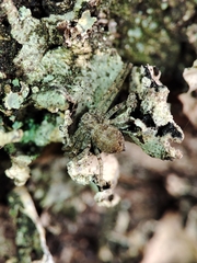 Philodromus margaritatus