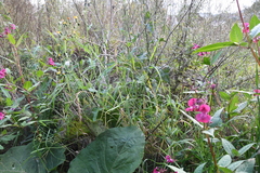 Elymus sibiricus